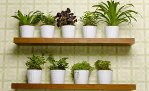 Plantasdecasa